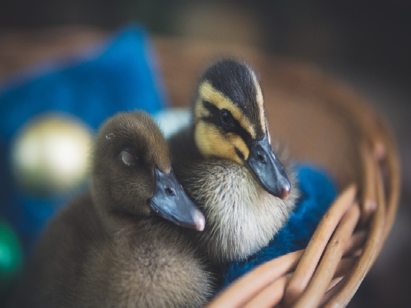 王女士成功案例